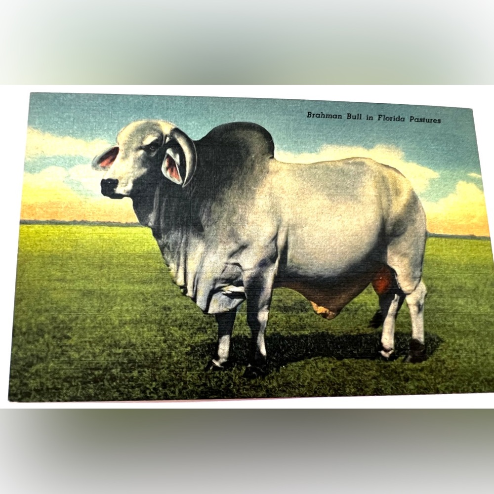 Brahman Bull  in Florida Vintage Linen Postcard Unposted